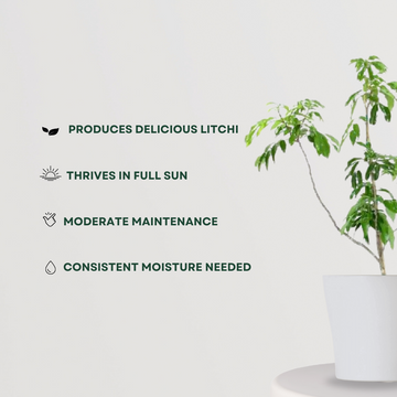 Litchi tree sapling for planting